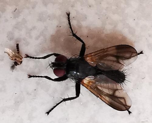 Réf. 330 086 : Paykullia maculata